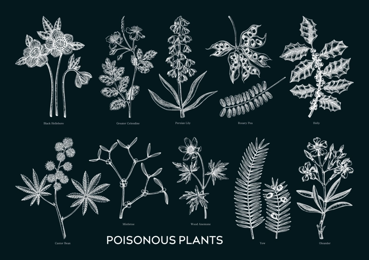 Witch herbs and poisonous plants hand drawn vector illustrations in sketch style. Witchcraft apothecary, alternative medicine, ayurveda design elements on chalkboard.NOT AI generated